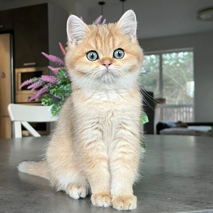 Megan British Shorthair Kittens | Buy a kitten. 