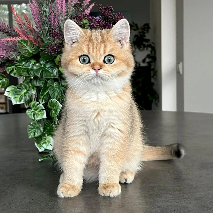 Megan British Shorthair Kittens | Buy a kitten. 