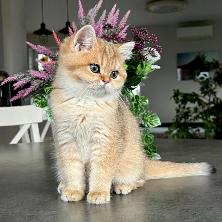 Megan British Shorthair Kittens | Buy a kitten. 