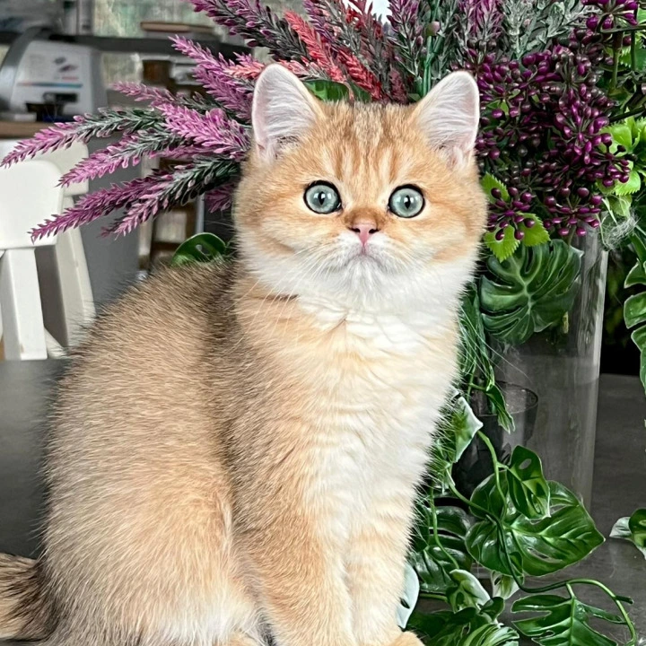 Megan British Shorthair Kittens | Buy a kitten. 