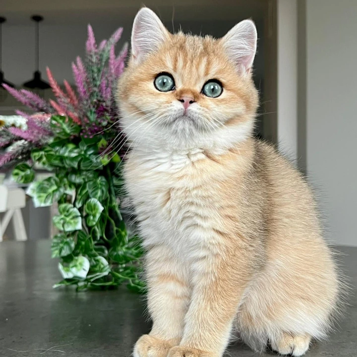 Megan British Shorthair Kittens | Buy a kitten. 