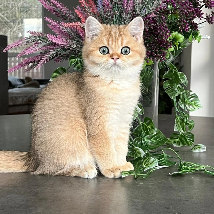 Megan British Shorthair Kittens | Buy a kitten. 