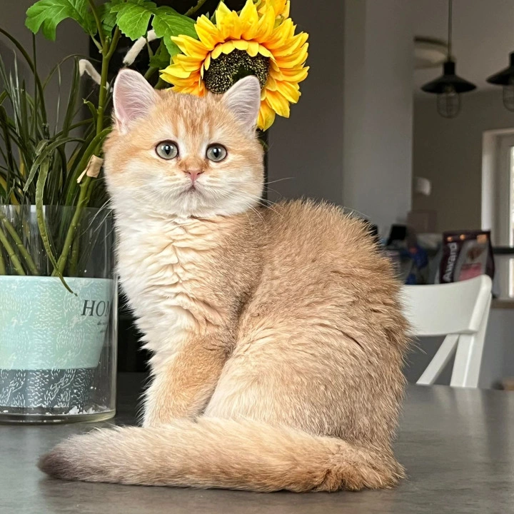 Nori British Shorthair Kittens | Large selection of kittens. 