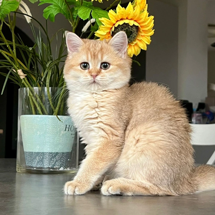 Nori British Shorthair Kittens | Large selection of kittens.