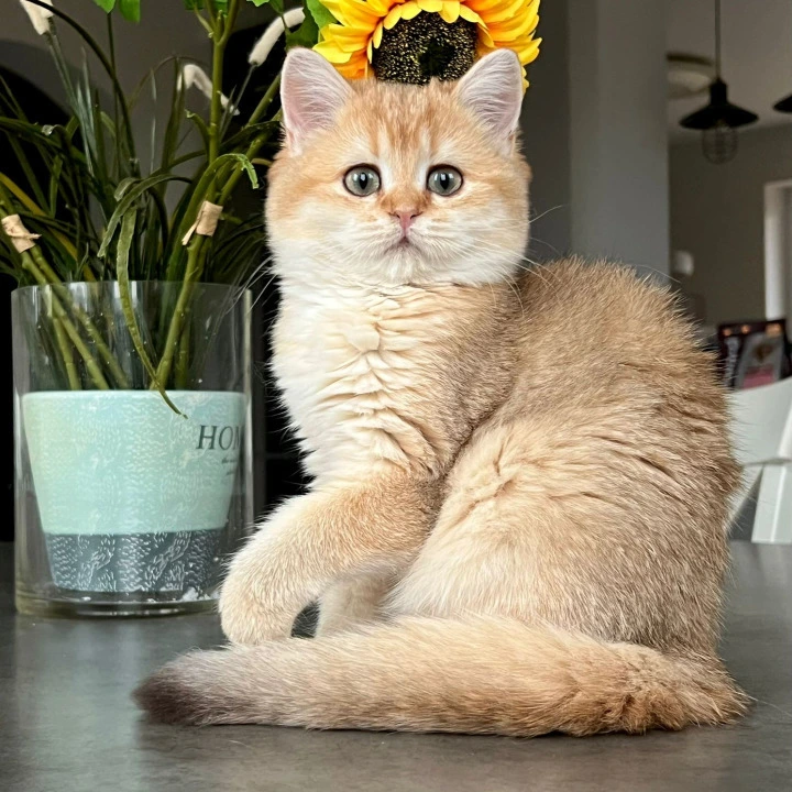 Nori British Shorthair Kittens | Large selection of kittens.