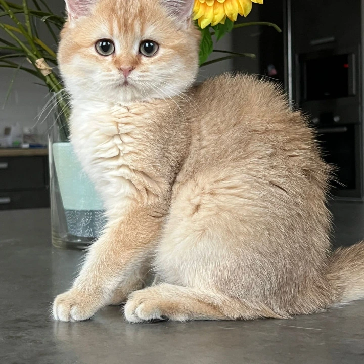 Nori British Shorthair Kittens | Large selection of kittens.