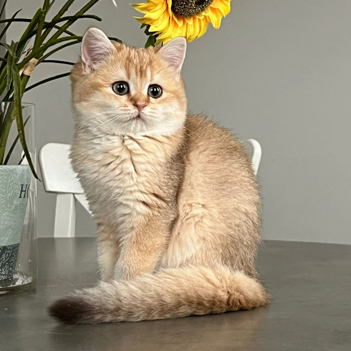 Nori British Shorthair Kittens | Large selection of kittens.