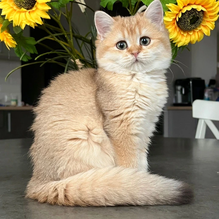 Nori British Shorthair Kittens | Large selection of kittens. 