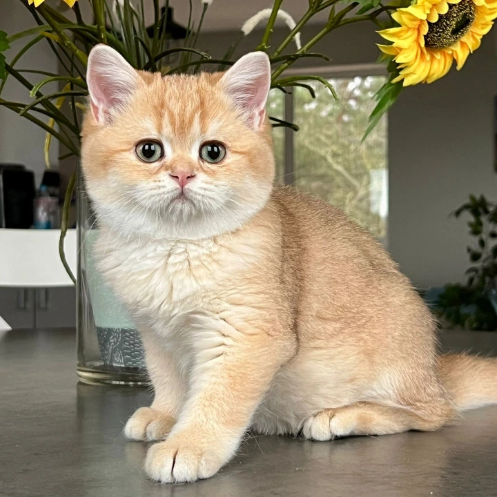 Nixon British Shorthair Kittens | Buy a kitten. 