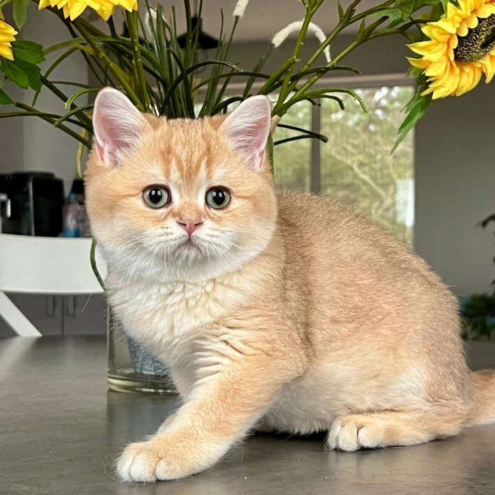 Nixon British Shorthair Kittens | Buy a kitten.