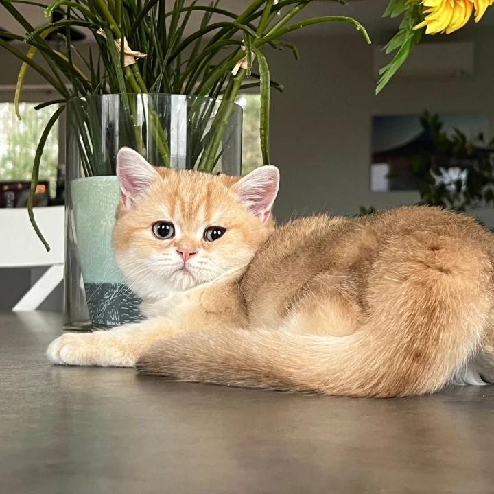 Nixon British Shorthair Kittens | Buy a kitten.