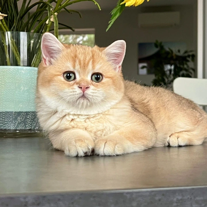 Nixon British Shorthair Kittens | Buy a kitten.