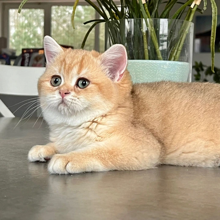 Nixon British Shorthair Kittens | Buy a kitten.