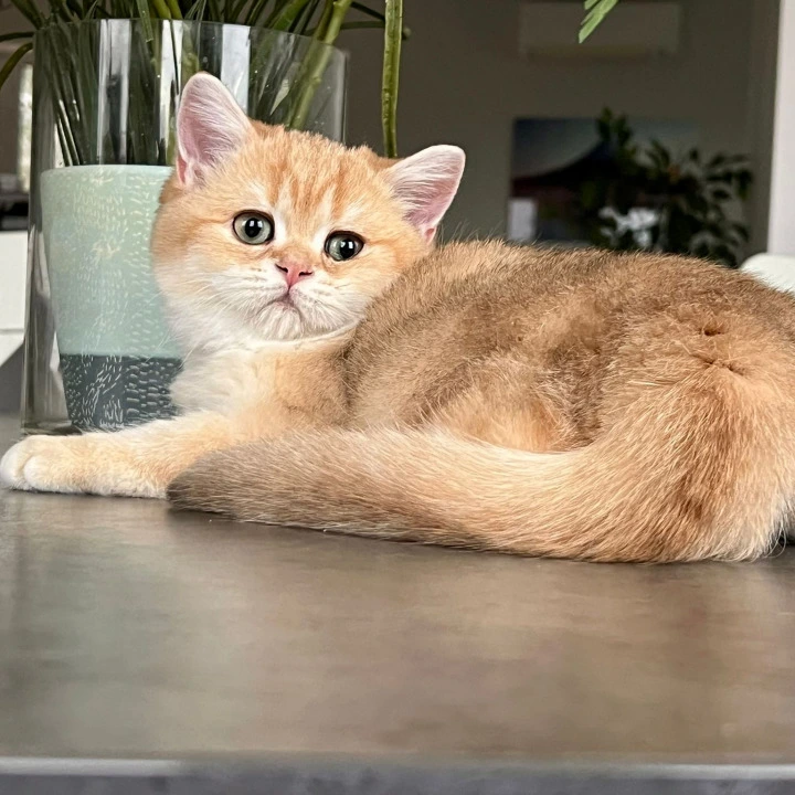 Nixon British Shorthair Kittens | Buy a kitten. 