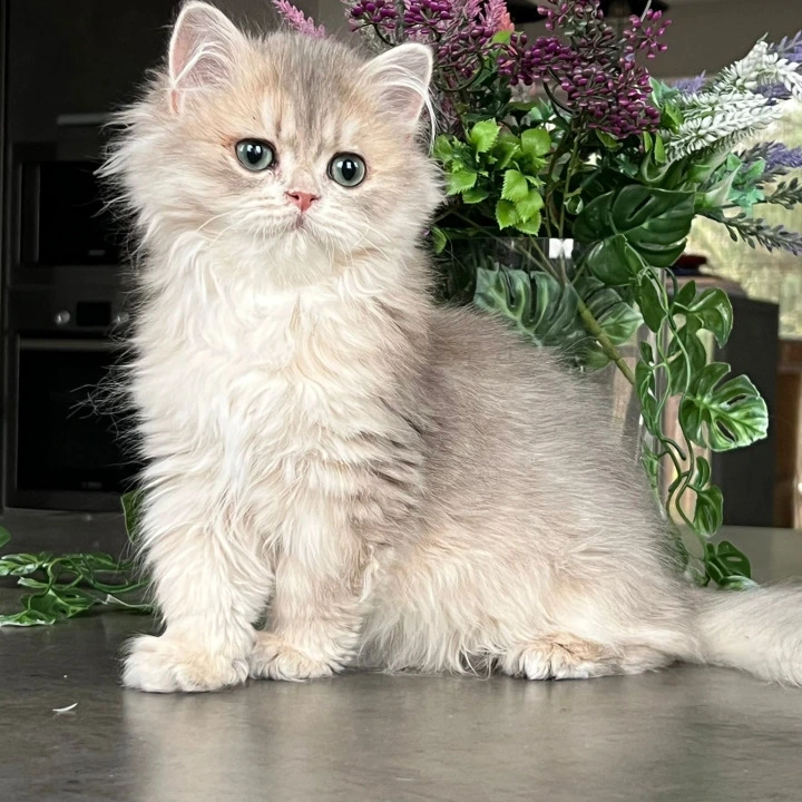 Onyx Longhair British Shorthair Kittens | Kitten for sale.
