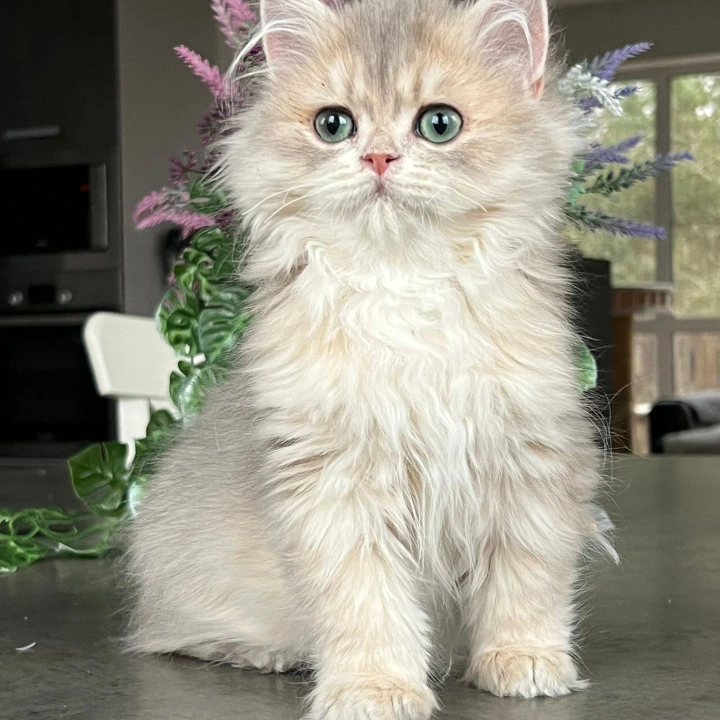 Onyx Longhair British Shorthair Kittens | Kitten for sale.