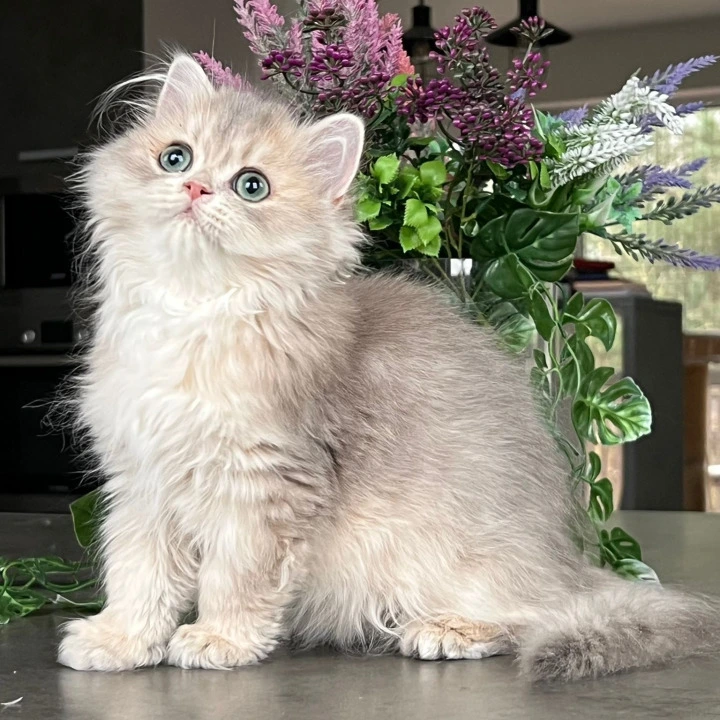 Onyx Longhair British Shorthair Kittens | Kitten for sale.