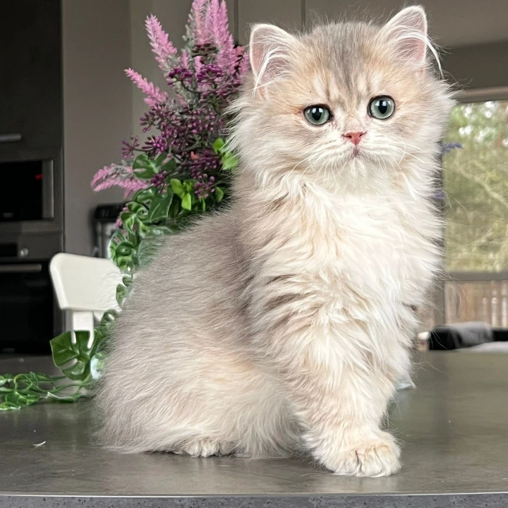 Onyx Longhair British Shorthair Kittens | Kitten for sale.
