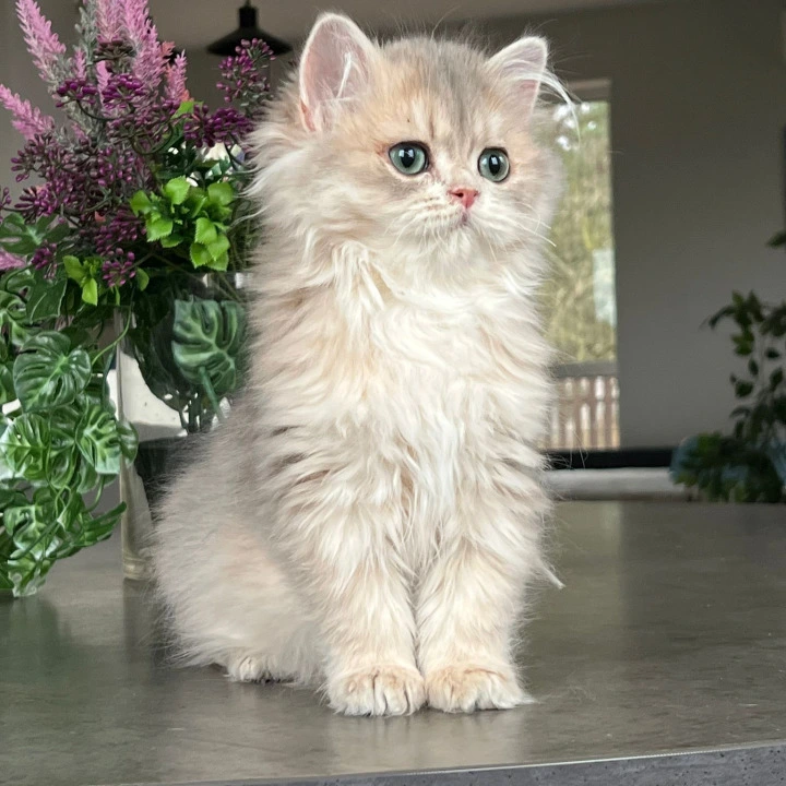 Onyx Longhair British Shorthair Kittens | Kitten for sale.