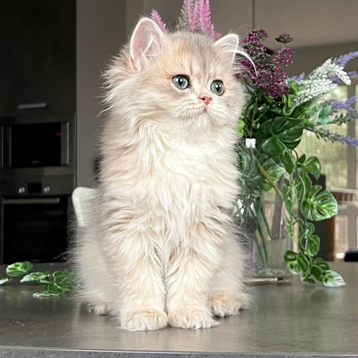 Onyx Longhair British Shorthair Kittens | Kitten for sale.