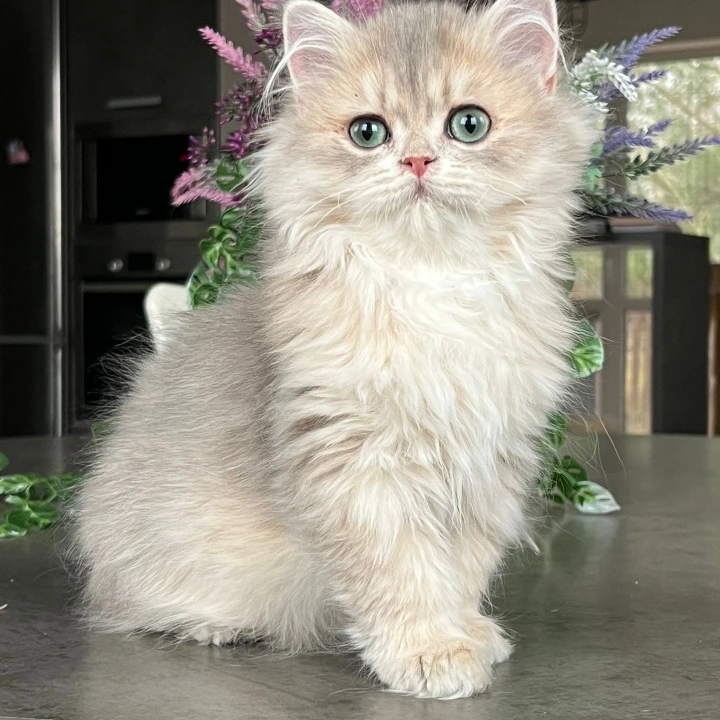 Onyx Longhair British Shorthair Kittens | Kitten for sale. 