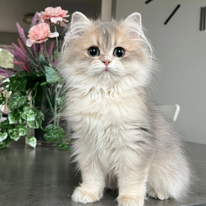 Olivia Longhair British Shorthair Kittens | Kitten for sale. 