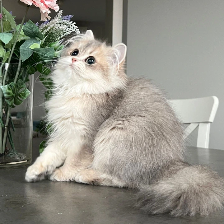 Olivia Longhair British Shorthair Kittens | Kitten for sale. 