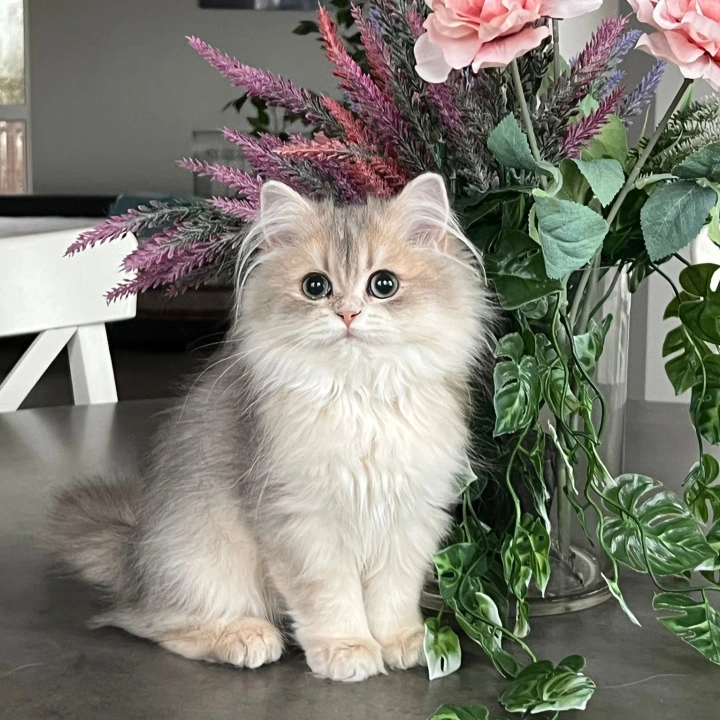 Olivia Longhair British Shorthair Kittens | Kitten for sale. 