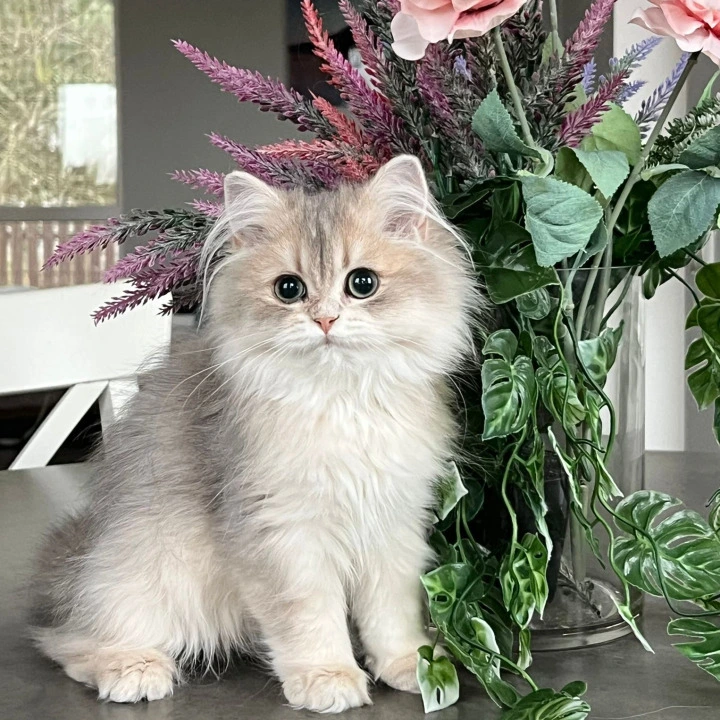 Olivia Longhair British Shorthair Kittens | Kitten for sale. 