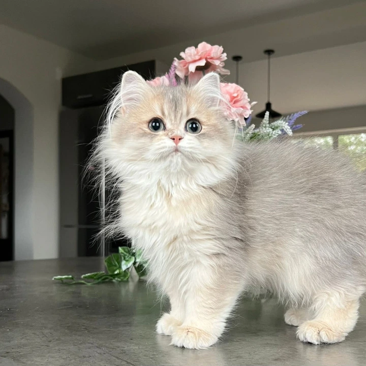 Olivia Longhair British Shorthair Kittens | Kitten for sale. 
