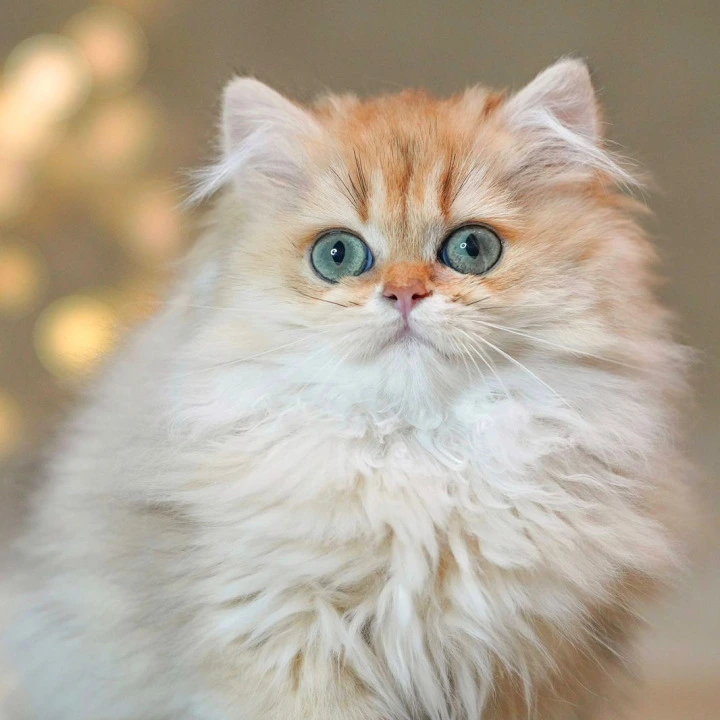 Tomyris Longhair British Shorthair Kittens | Large selection of kittens. 