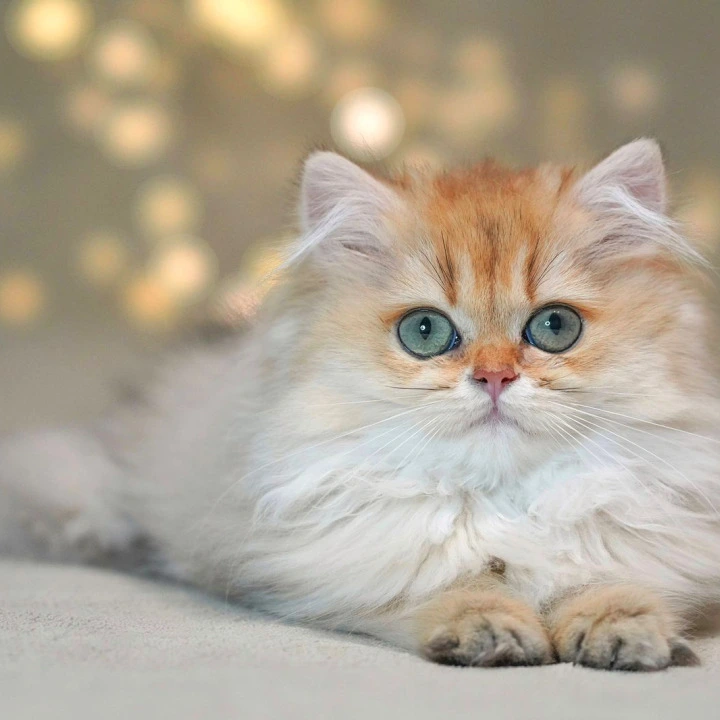 Tomyris Longhair British Shorthair Kittens | Large selection of kittens. 