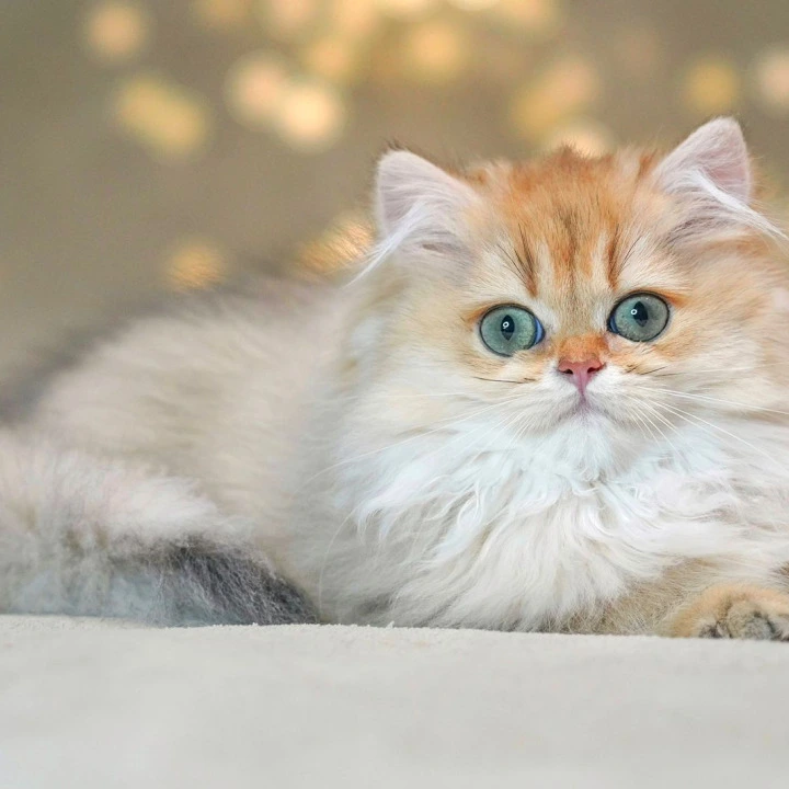 Tomyris Longhair British Shorthair Kittens | Large selection of kittens. 