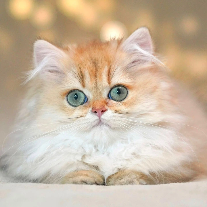 Tomyris Longhair British Shorthair Kittens | Large selection of kittens. 