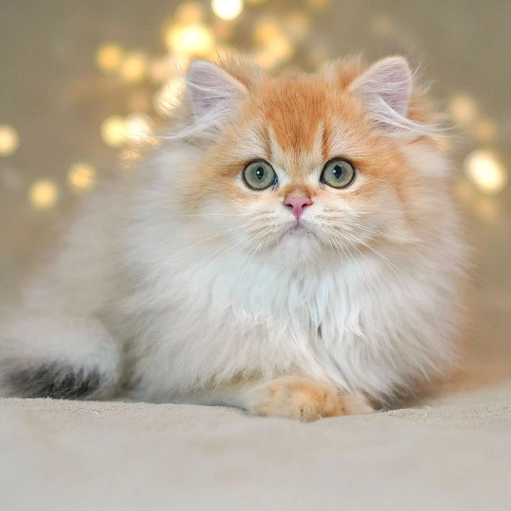 Teddy British Longhair Kittens | Kitten for sale. 
