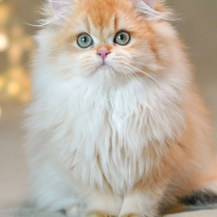 Teddy British Longhair Kittens | Kitten for sale. 