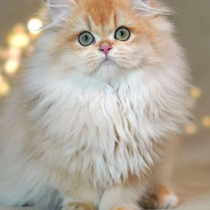 Teddy British Longhair Kittens | Kitten for sale. 