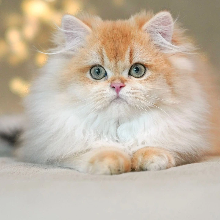 Teddy British Longhair Kittens | Kitten for sale. 