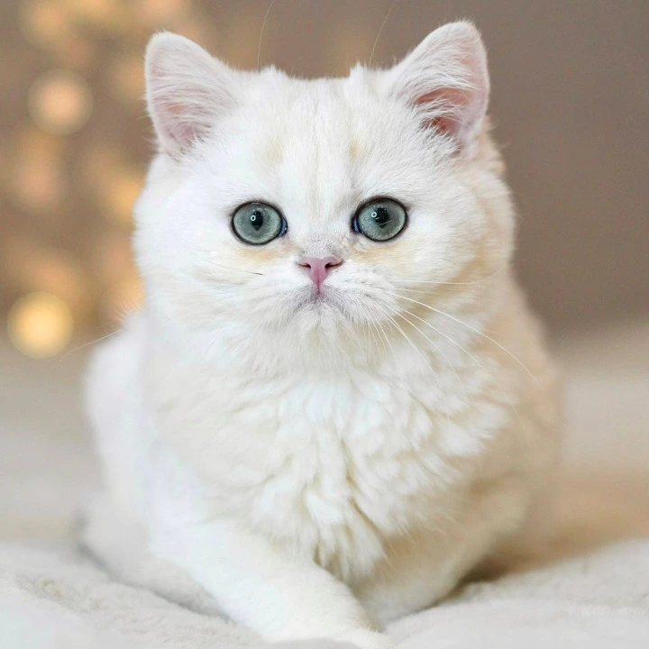 Sonic British Shorthair Kittens | Kitten for sale. 