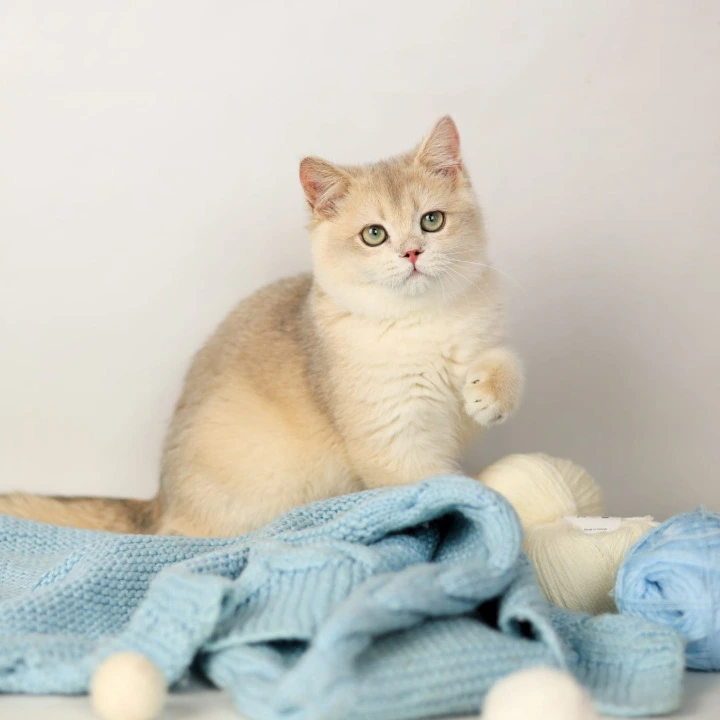 Luntik British Shorthair Kittens | Buy a kitten. 