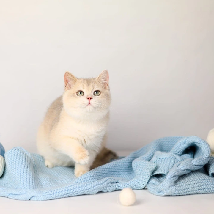 Luntik British Shorthair Kittens | Buy a kitten. 