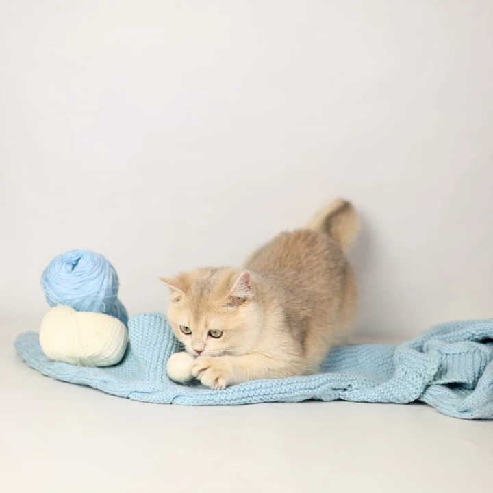 Luntik British Shorthair Kittens | Buy a kitten. 