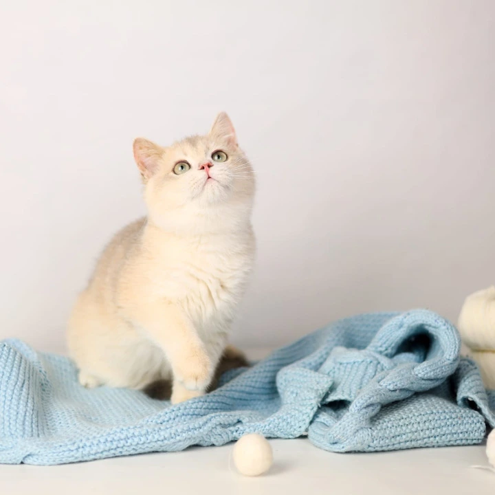 Luntik British Shorthair Kittens | Buy a kitten. 