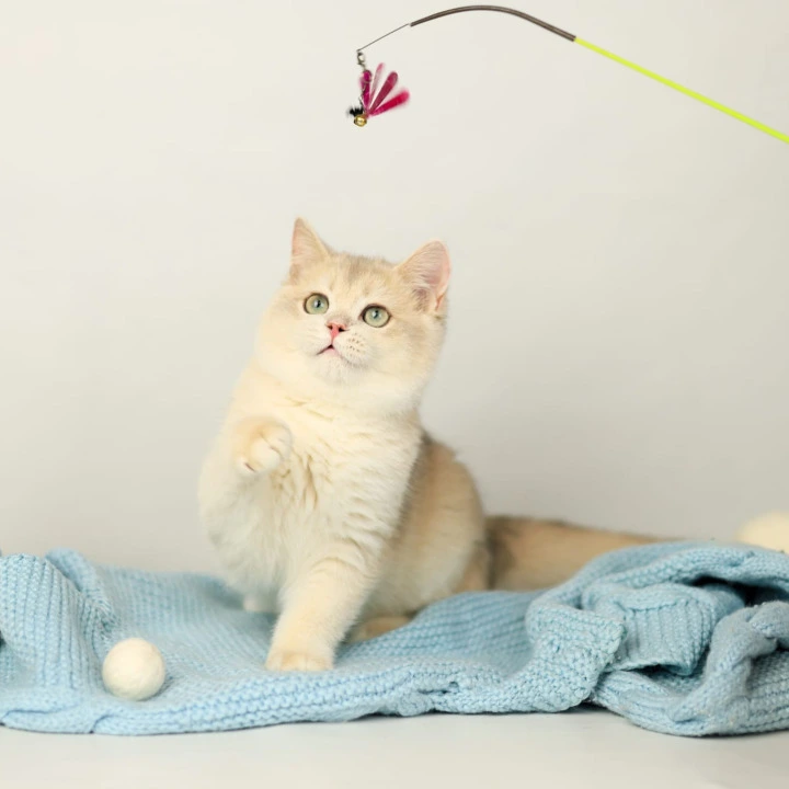 Luntik British Shorthair Kittens | Buy a kitten. 