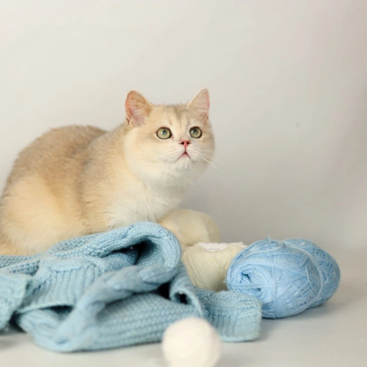 Luntik British Shorthair Kittens | Buy a kitten. 