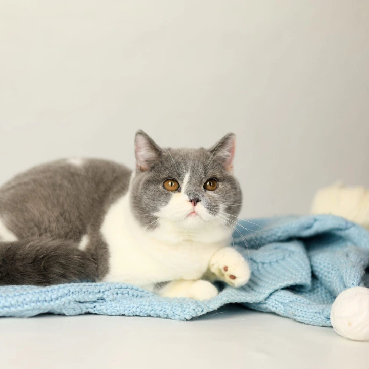 Darik British Shorthair Kittens | Kitten for sale. 