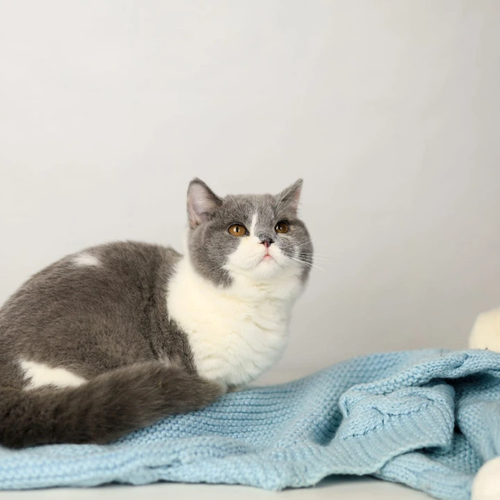 Darik British Shorthair Kittens | Kitten for sale. 