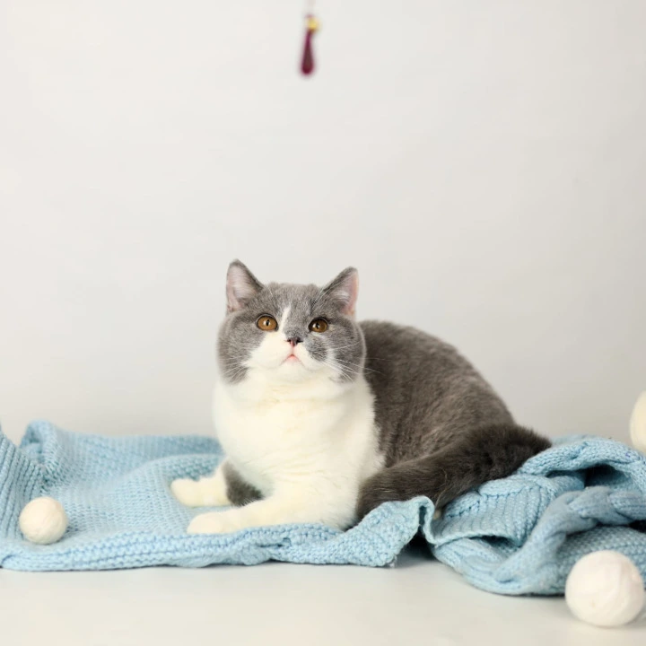 Darik British Shorthair Kittens | Kitten for sale. 