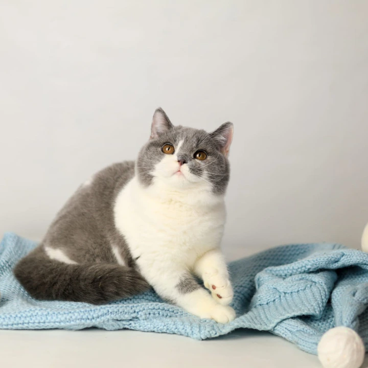 Darik British Shorthair Kittens | Kitten for sale. 