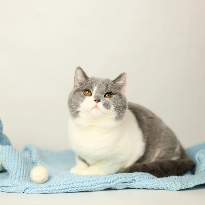 Darik British Shorthair Kittens | Kitten for sale. 